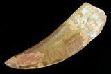 Large, Carcharodontosaurus Tooth - Real Dinosaur Tooth #80612-1